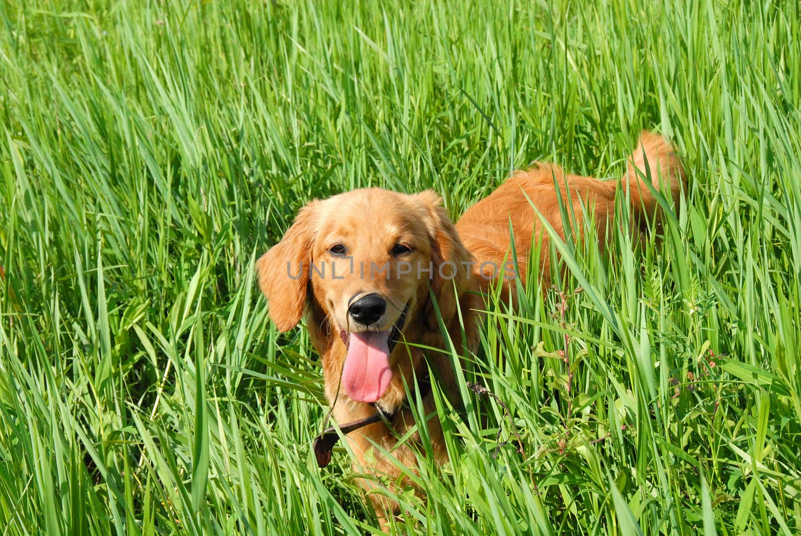 golden retriever young dog in green grass outdoor