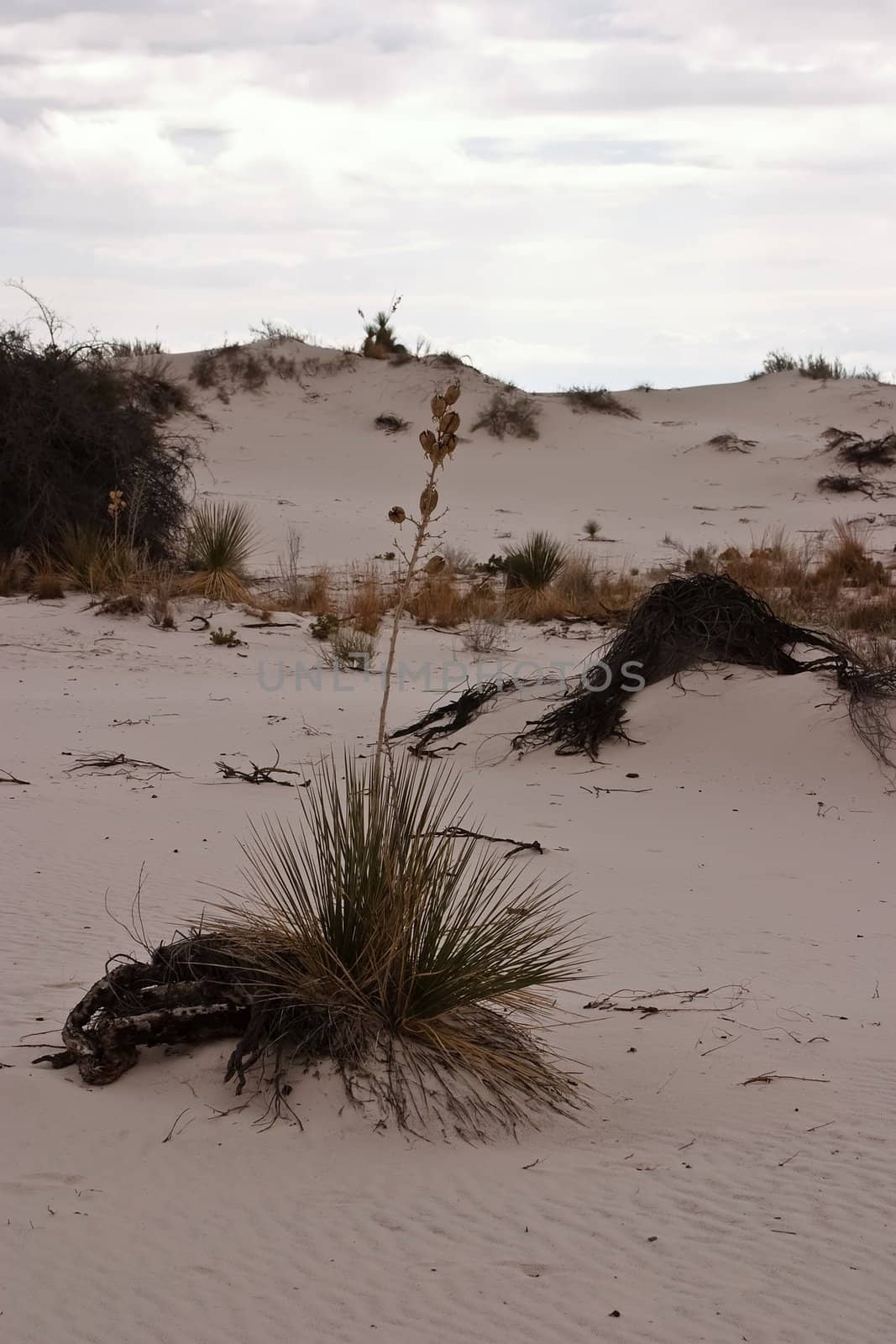 White Sands National Monument is a U.S. National Monument located about 25 km (15 miles) southwest of Alamogordo in western Otero County and northeastern Dona Ana County in the state of New Mexico