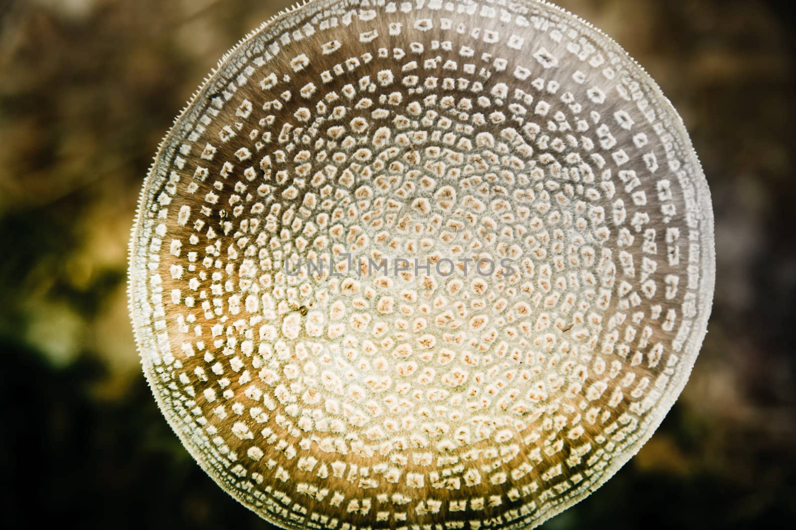 Fungi by anobis