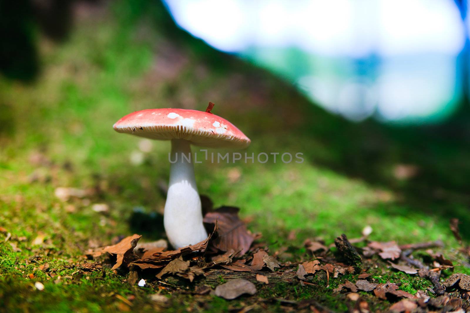 Fungus in the forest, growing in a field of cut grass