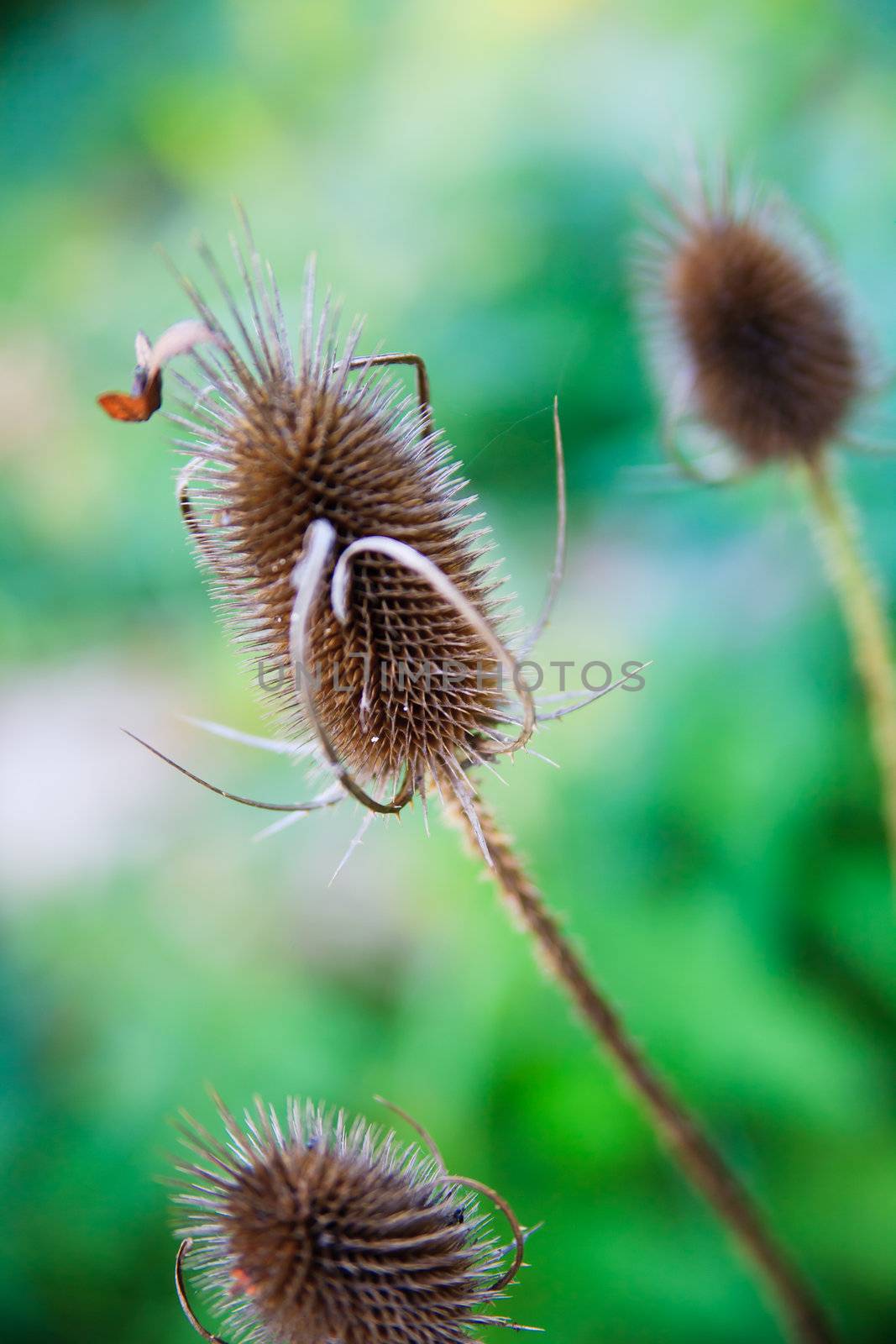 plants in autumn by anobis