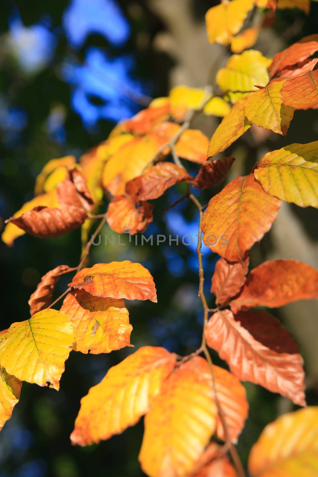 Fall yellow leaves against the blue sky