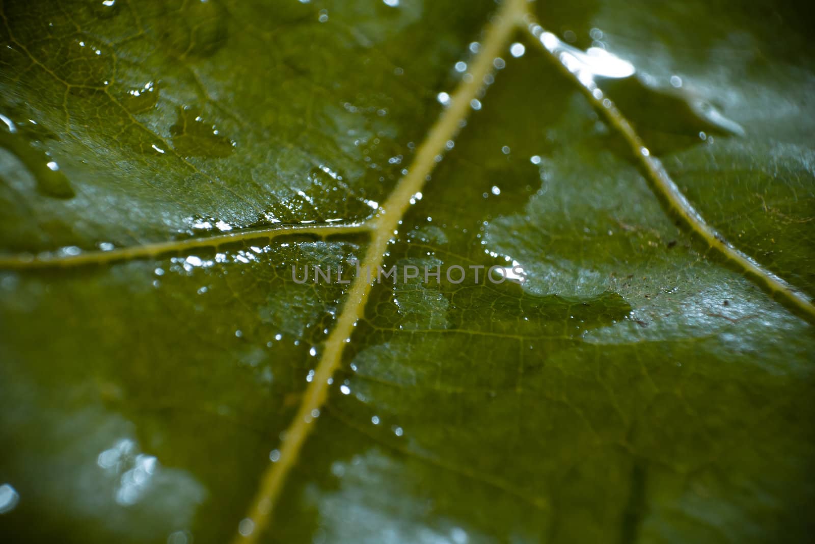 green fresh leaf details macro