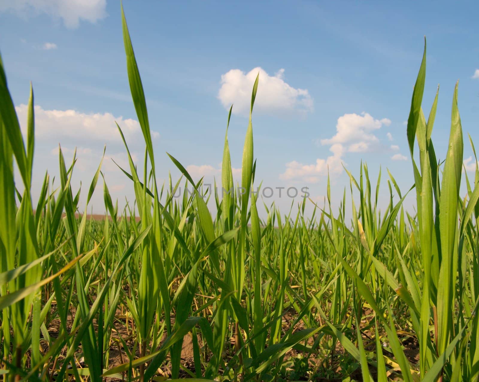 Fresh wheat field from very low angle