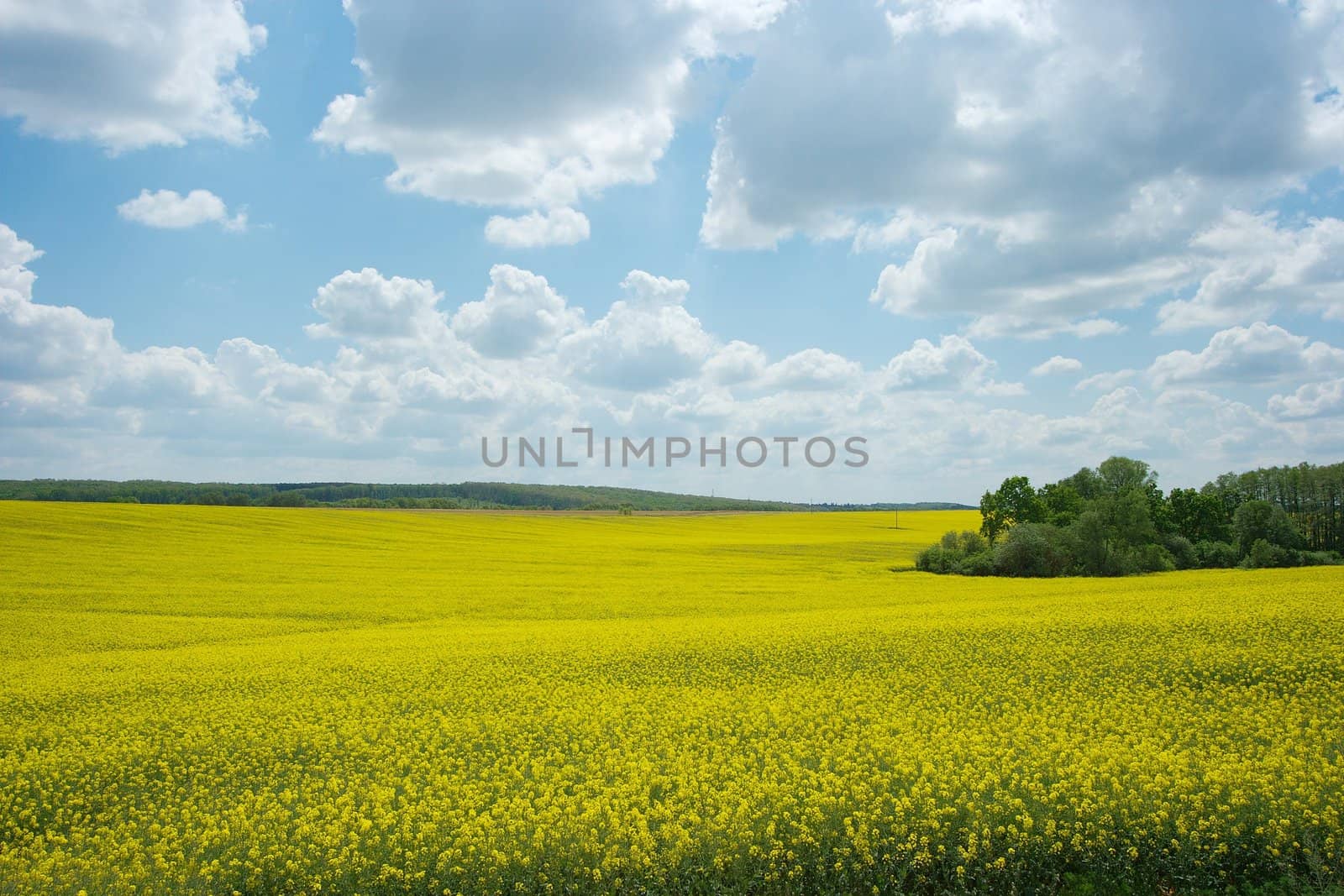 Blooming yellow rapeseed field