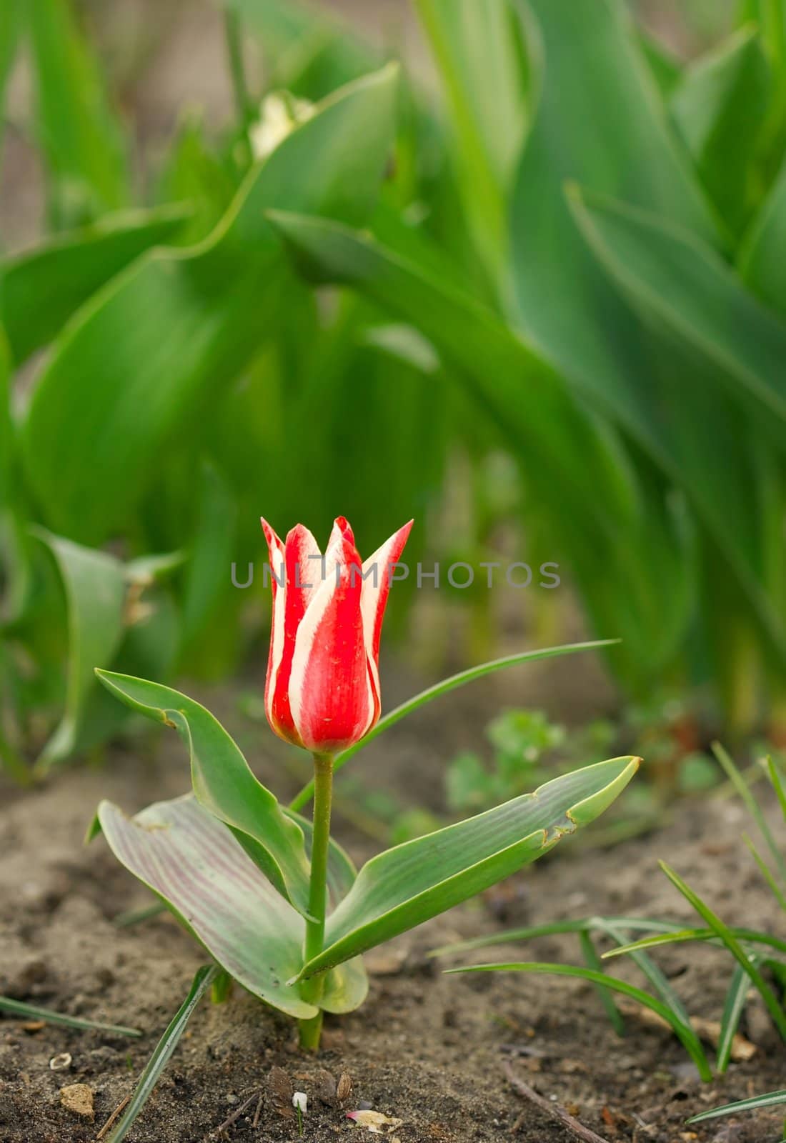 Small red flower
