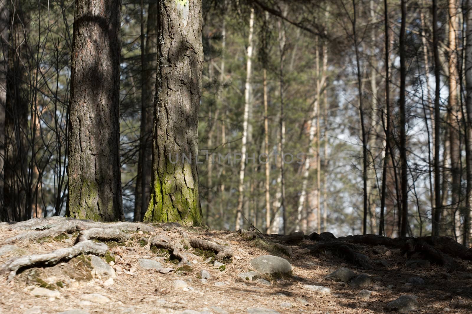 Detail of a pine forest