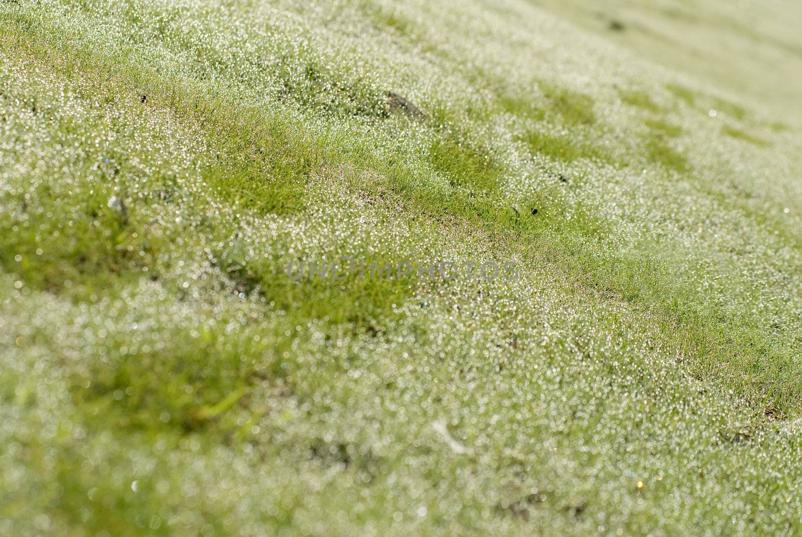green grassland with deep step road by elwynn