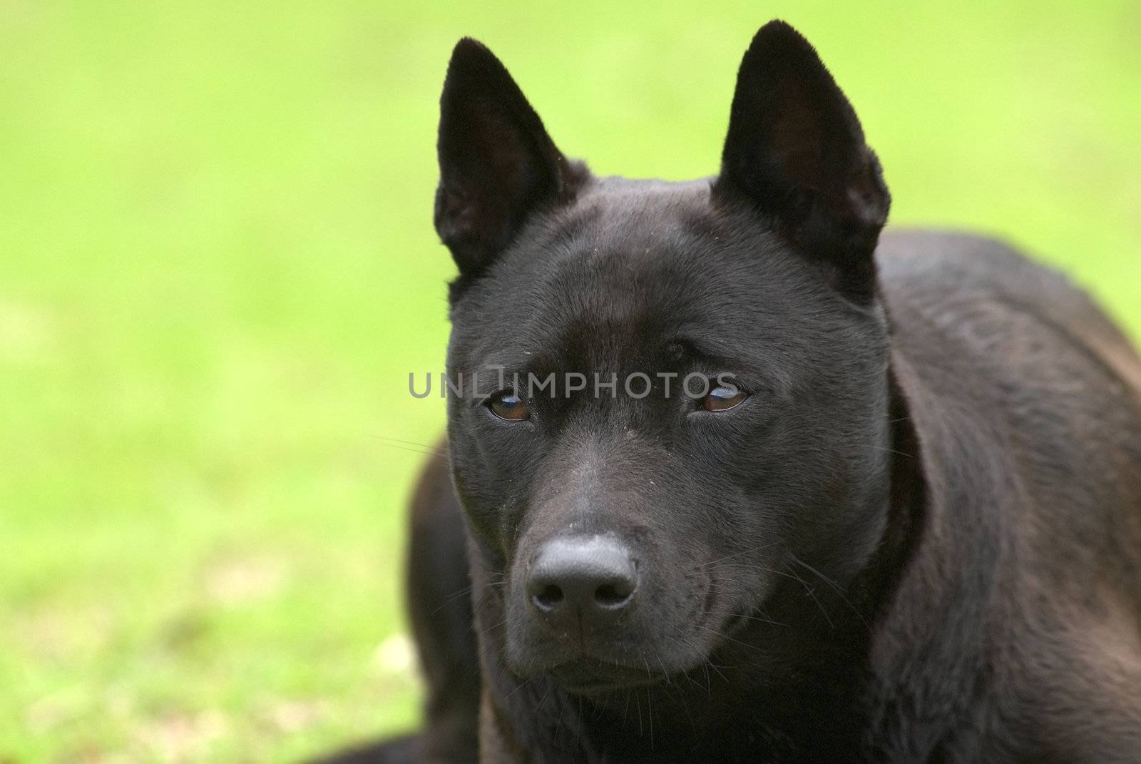 a black dog lay on the grassland by elwynn