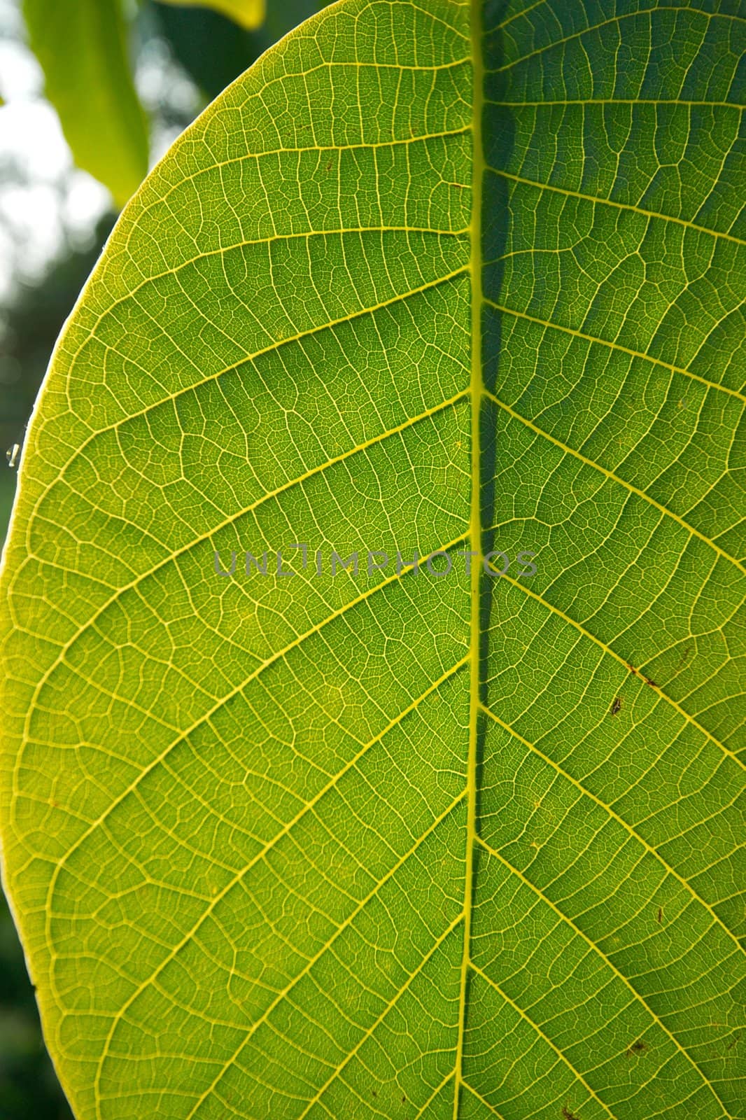 Closeup of a green, vibrant leaf