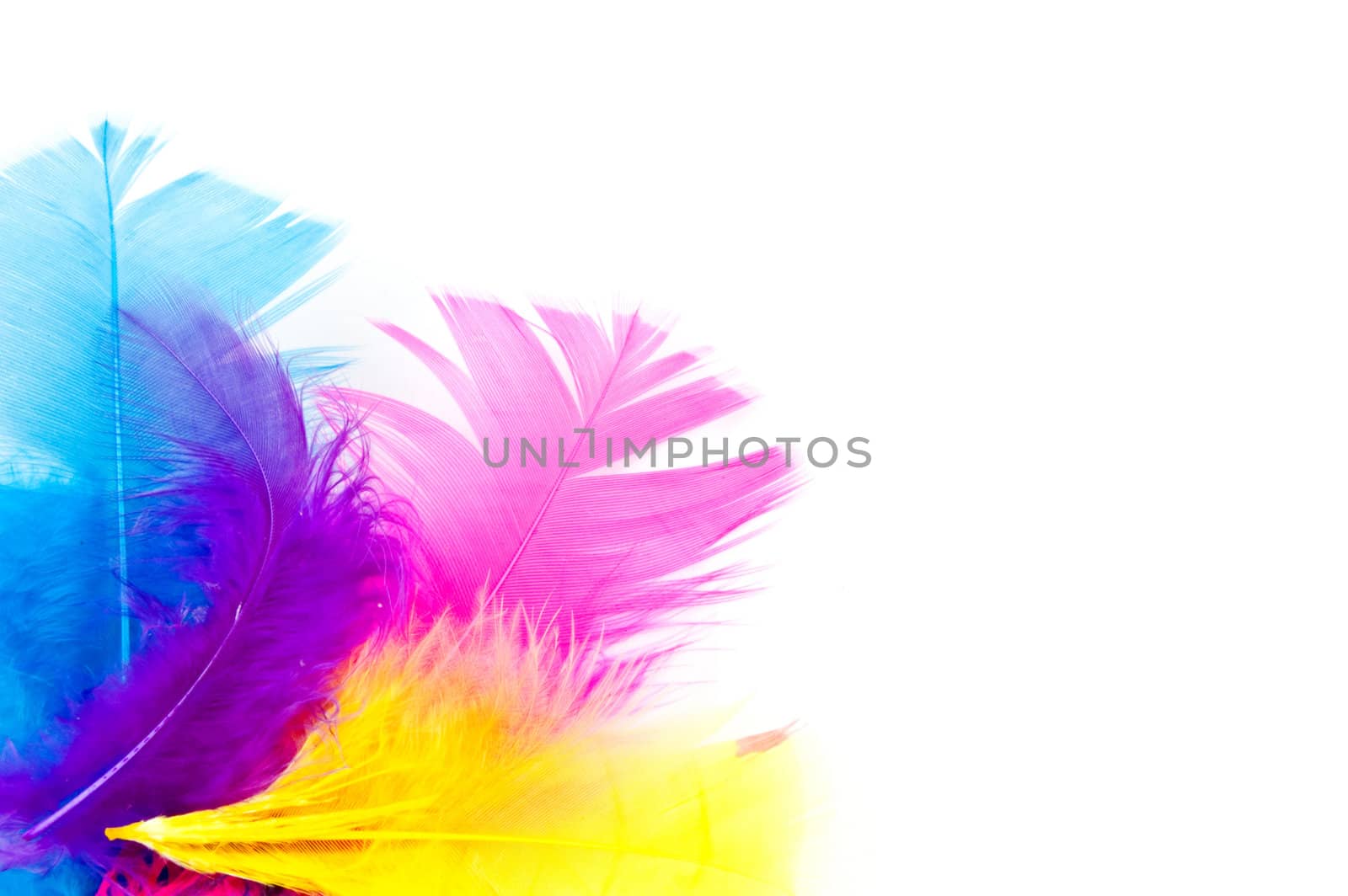 colorfull feathers with copy-space isolated on white