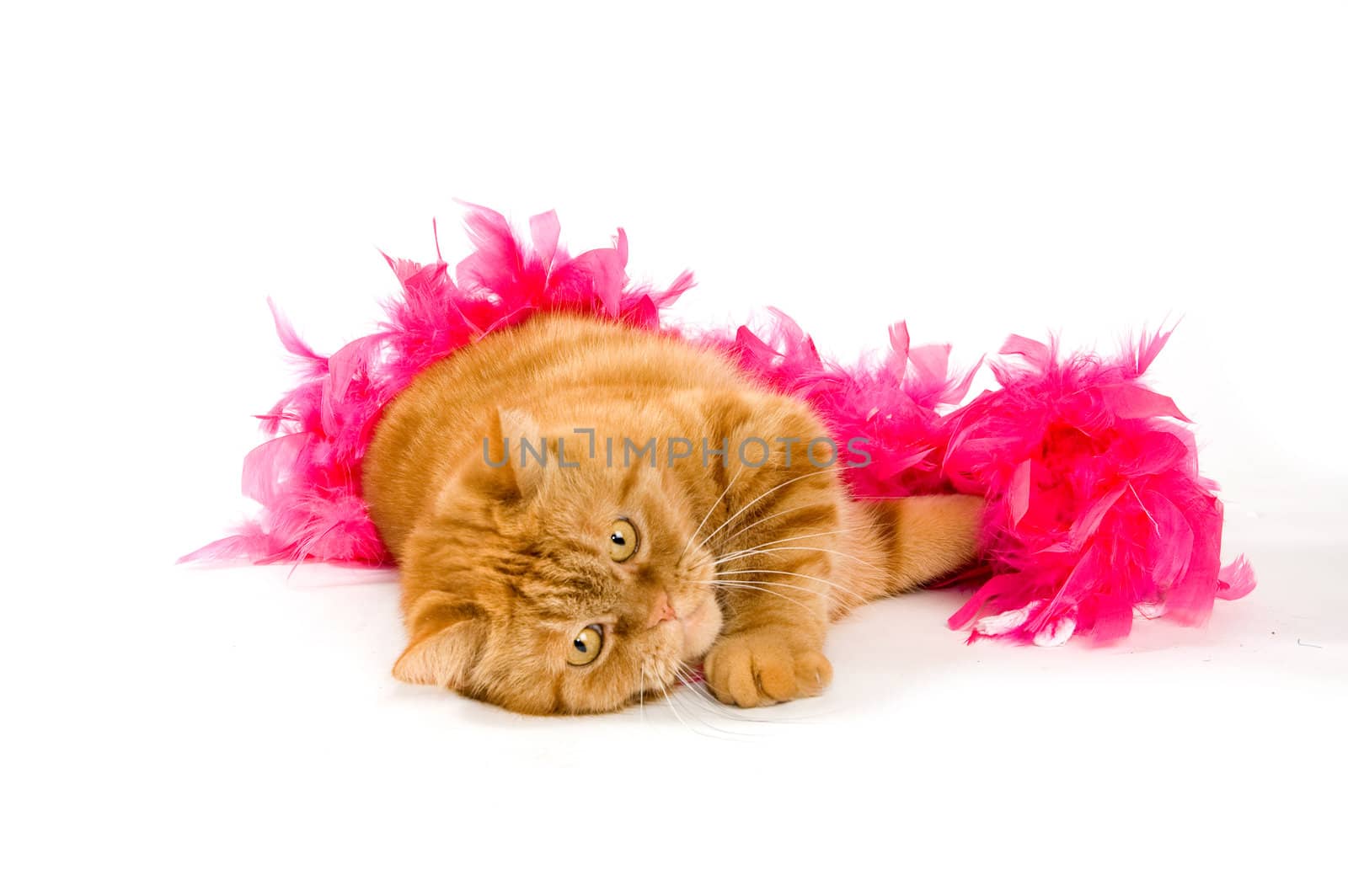 red domestic cat wrapped in a pink boa isolated on white