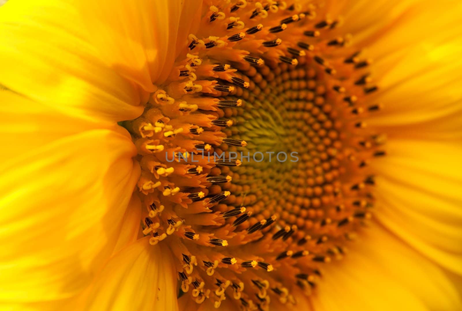 Detailed closeup of a sunflower