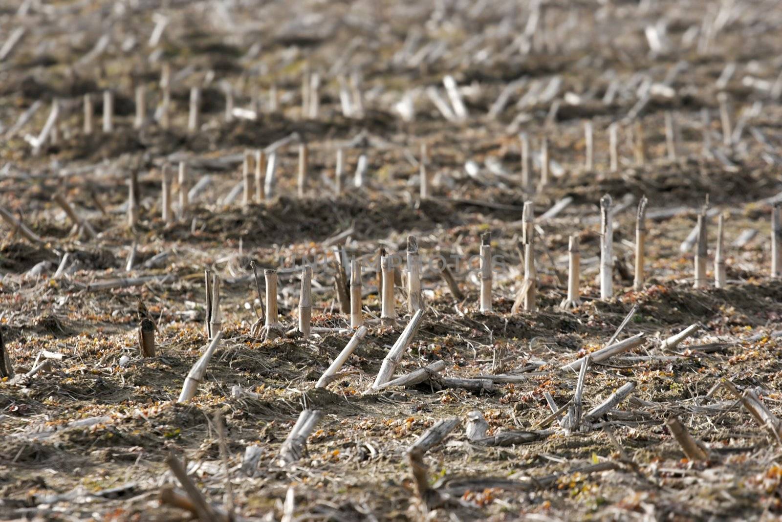 Detail of a dry field after harvest