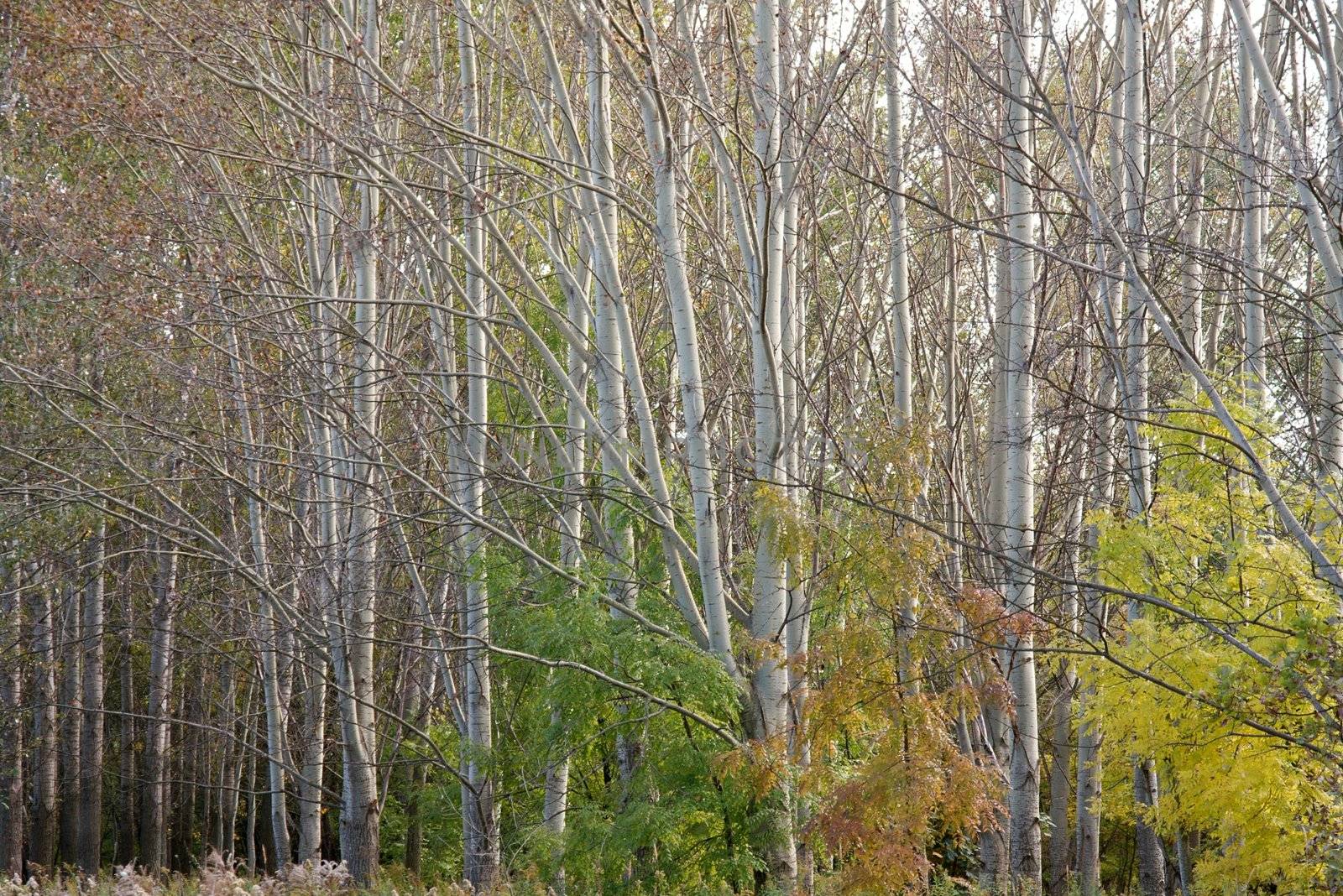 Trees of a forest in autumn