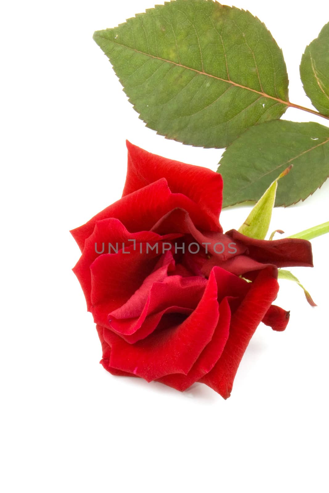 One red rose, isolated on white background by ladyminnie