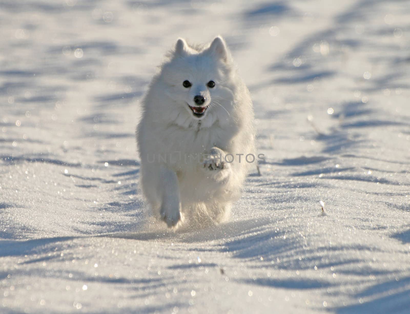 Japanese Spitz