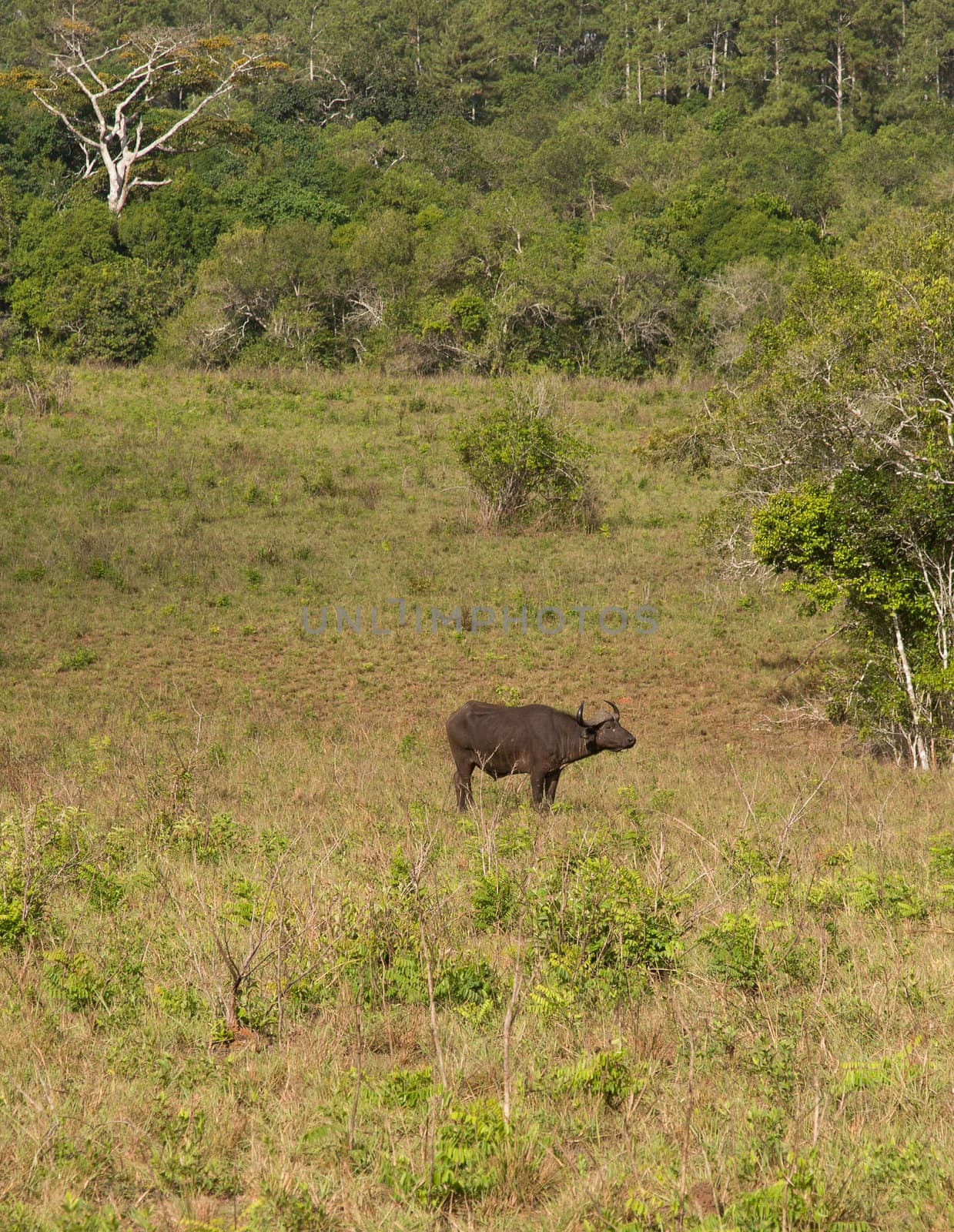 african buffalo