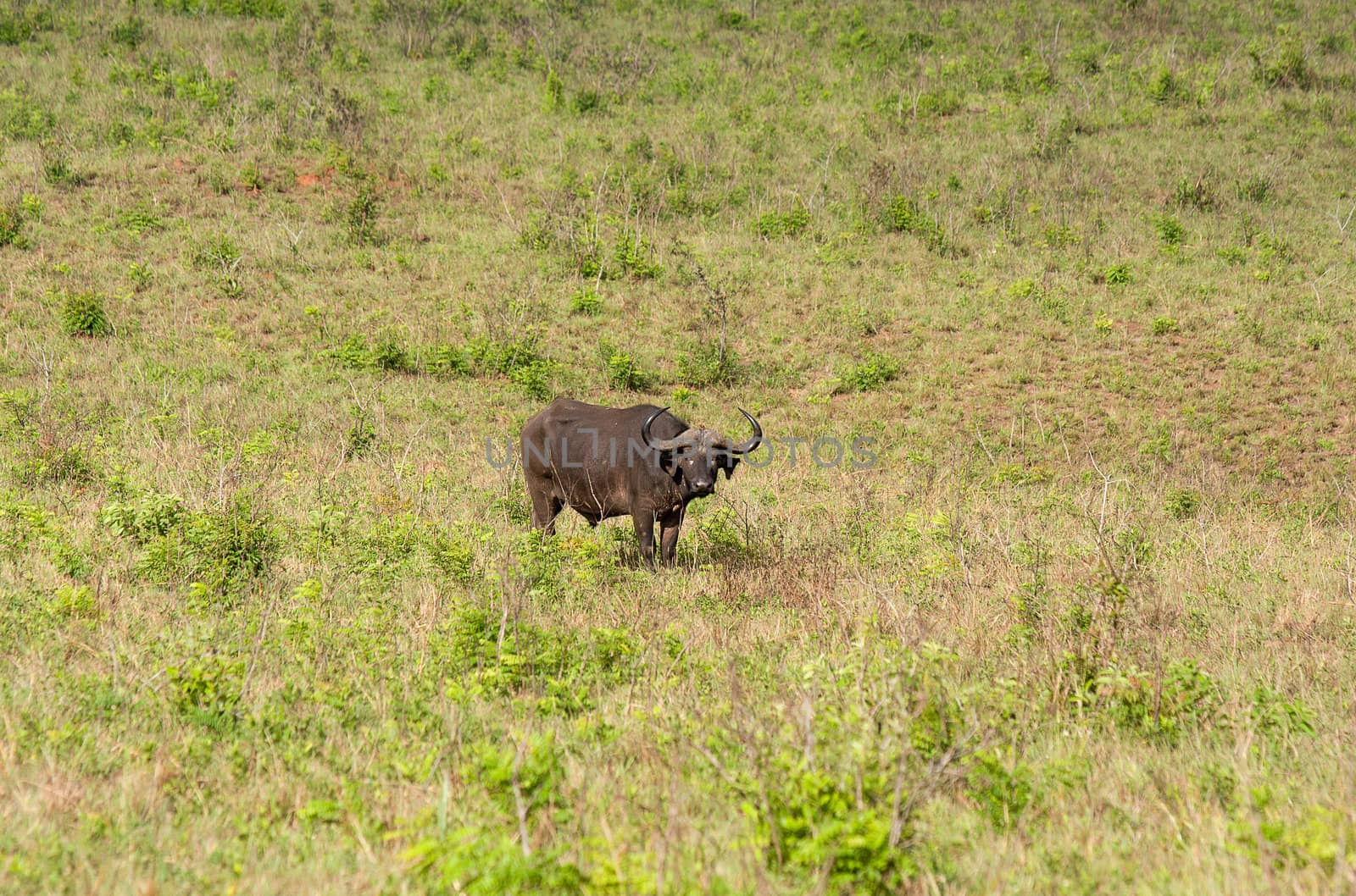 african buffalo