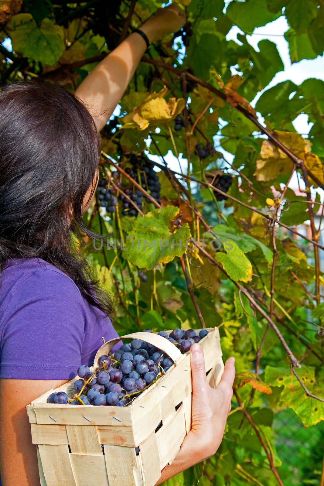 A young girl grape picking