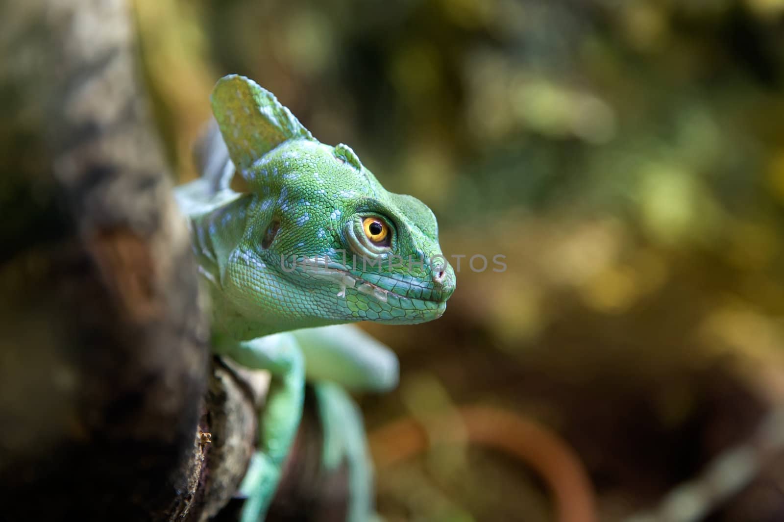 Basilisc iguana