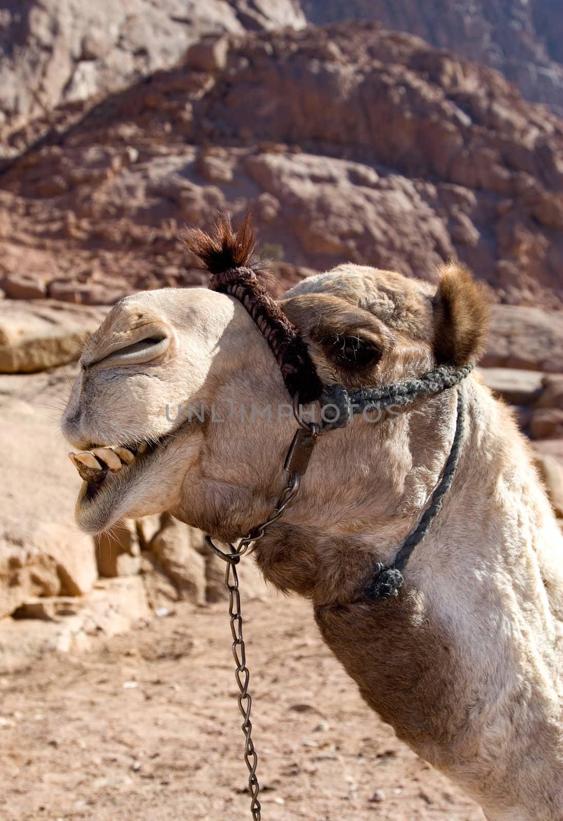 Camel