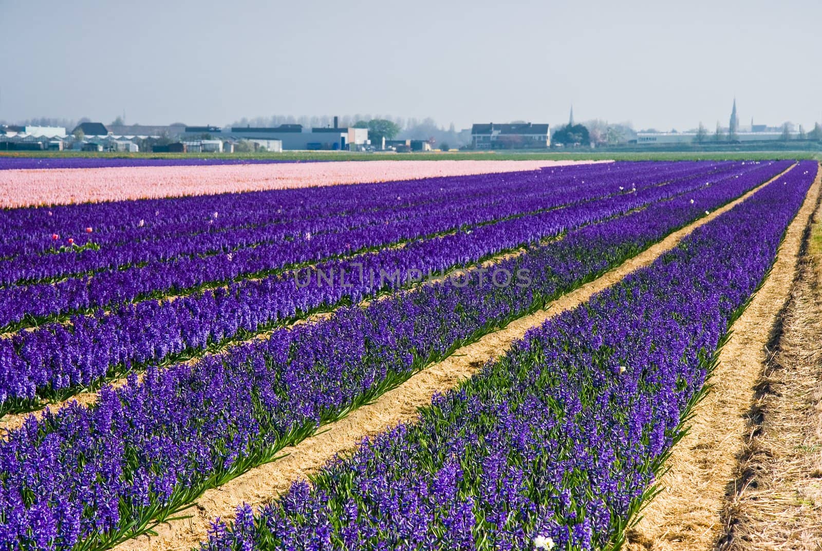 Purple and pink hyacinth fields by Colette