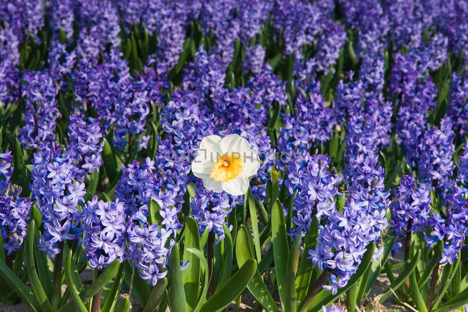 Daffodil and purple hyacinths on sunny morning in spring