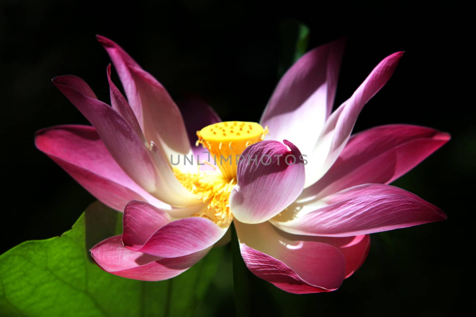 Pink water lilly - detail of a beautiful water lotos in bloom
