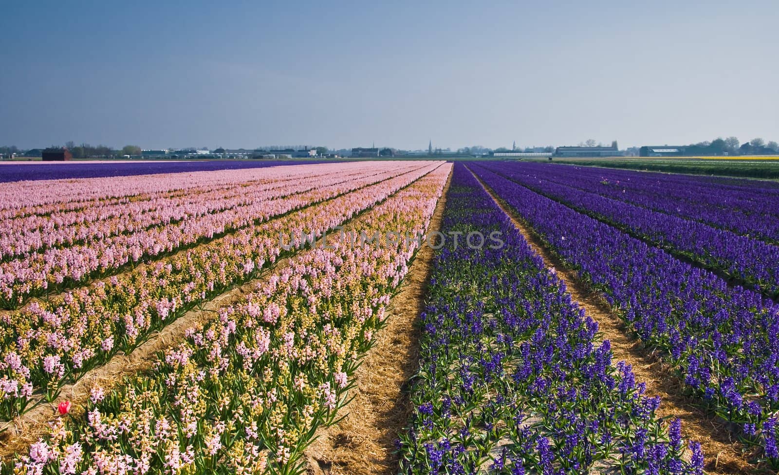 Pink and purple hyacinth fields in april sun