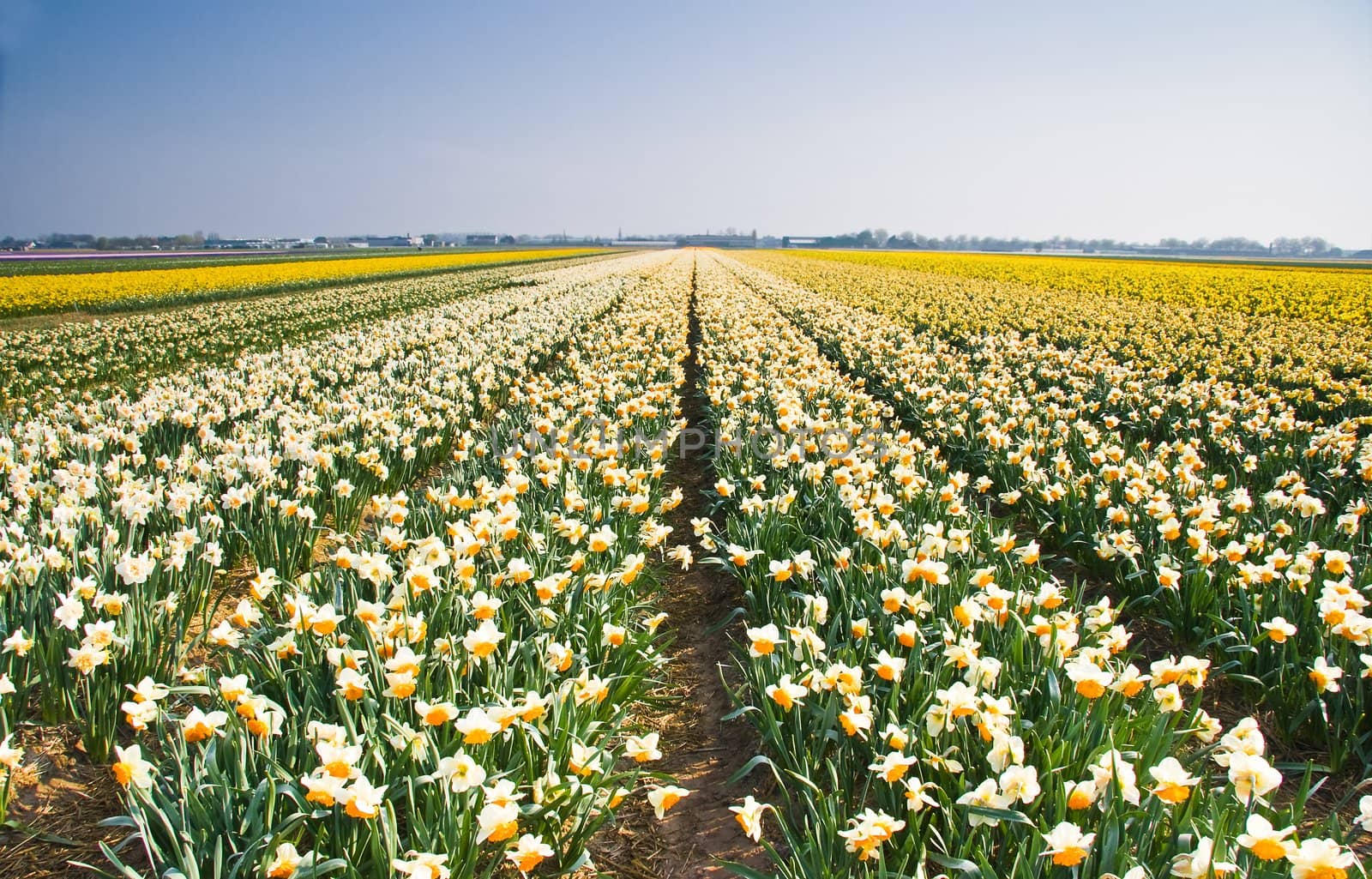 Daffodil fields in yellow, orange and white in spring