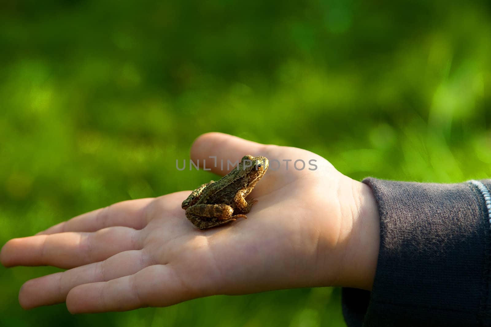 A small frog sitting on the hand