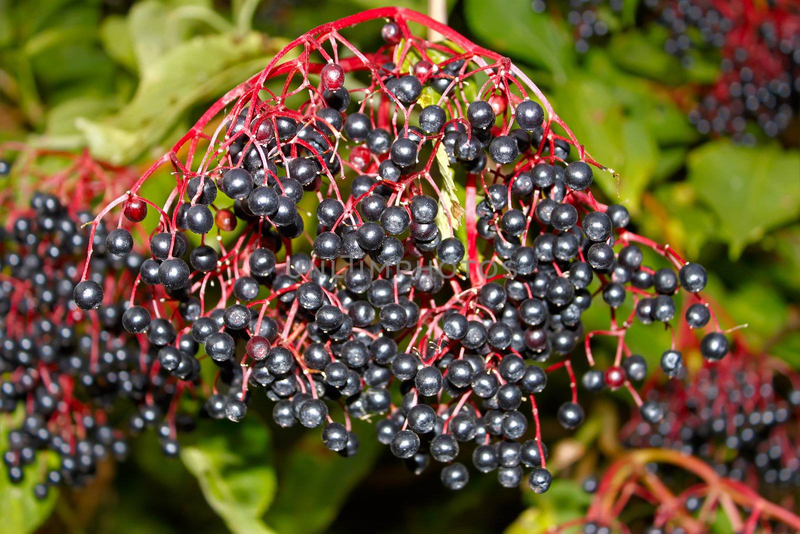 Black elderberry. Autumn season. October, beautiful  day
