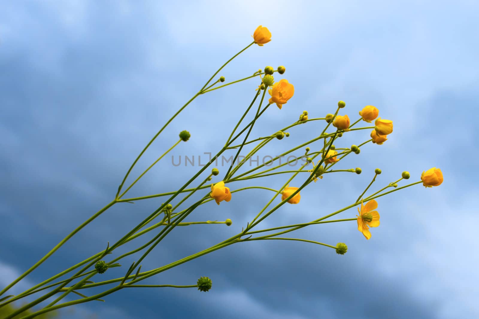 Plants with yellow flowers on a background of overcast gray sky