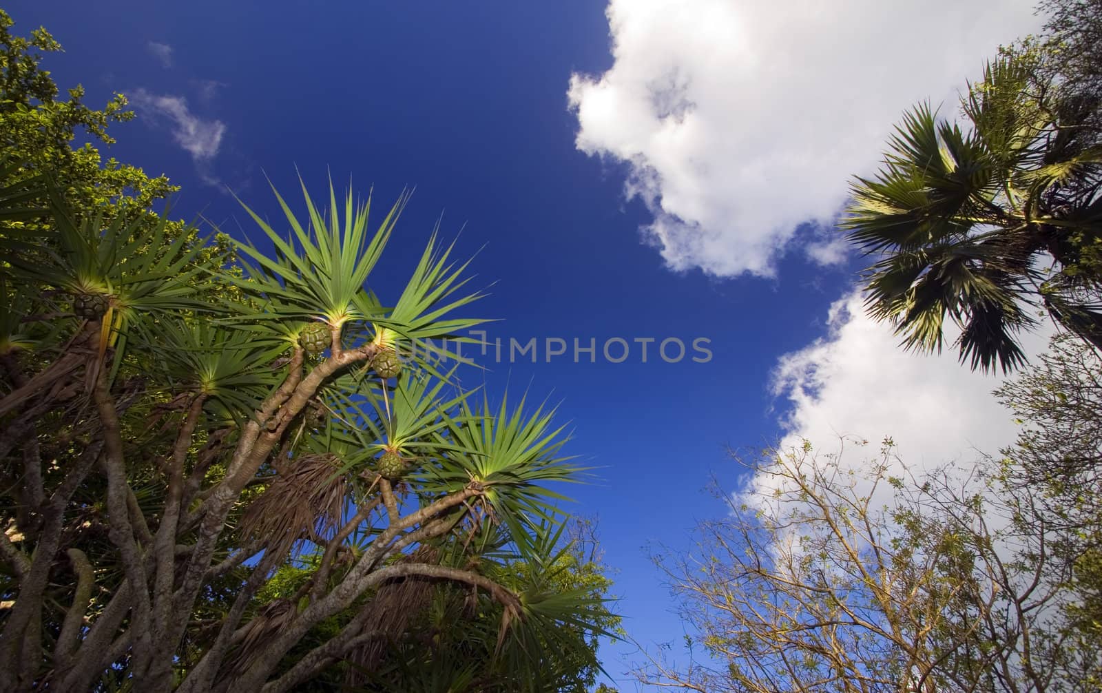 Exotic trees sky mauritius forest