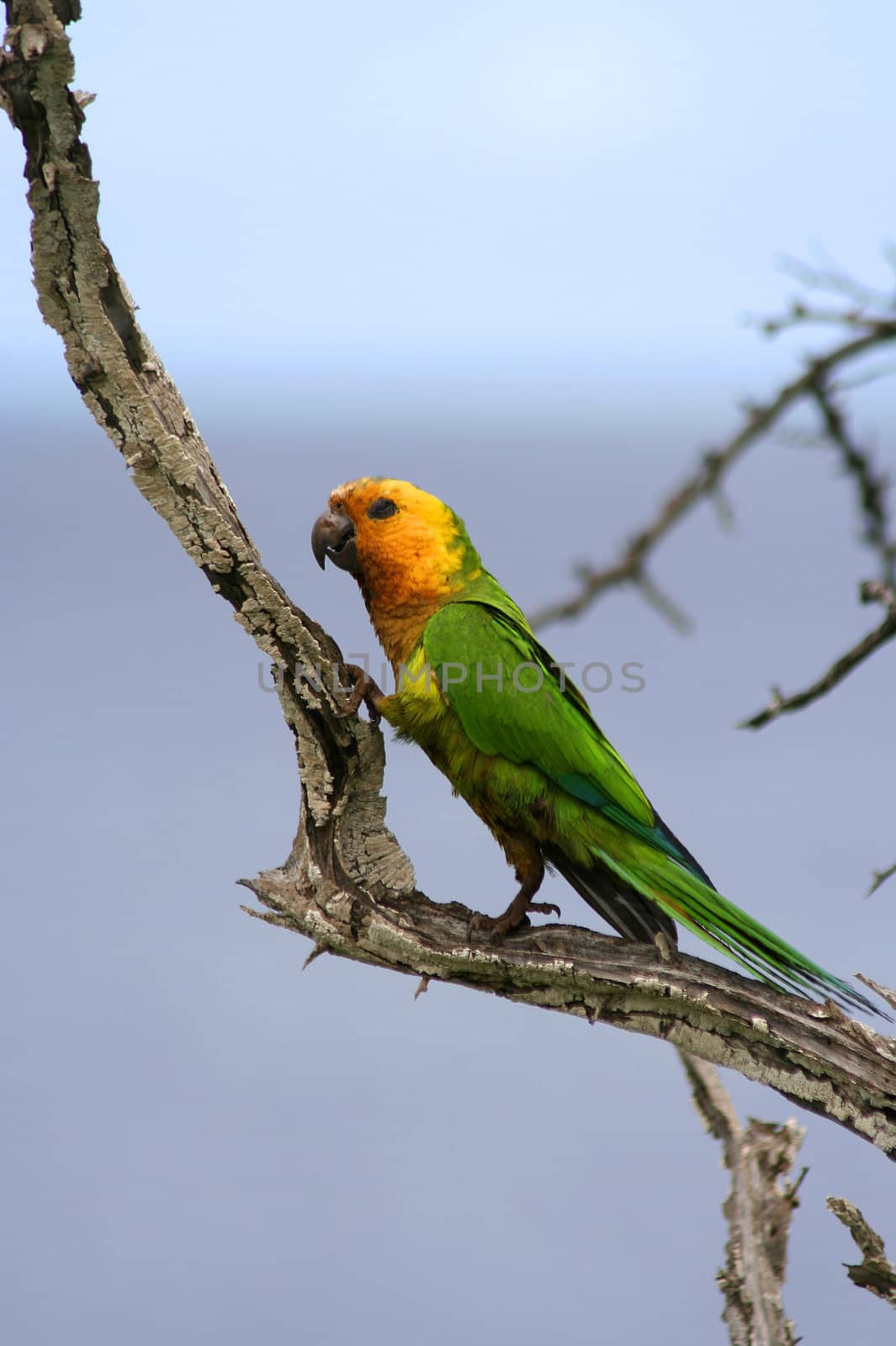 Parrot on tree bonaire island