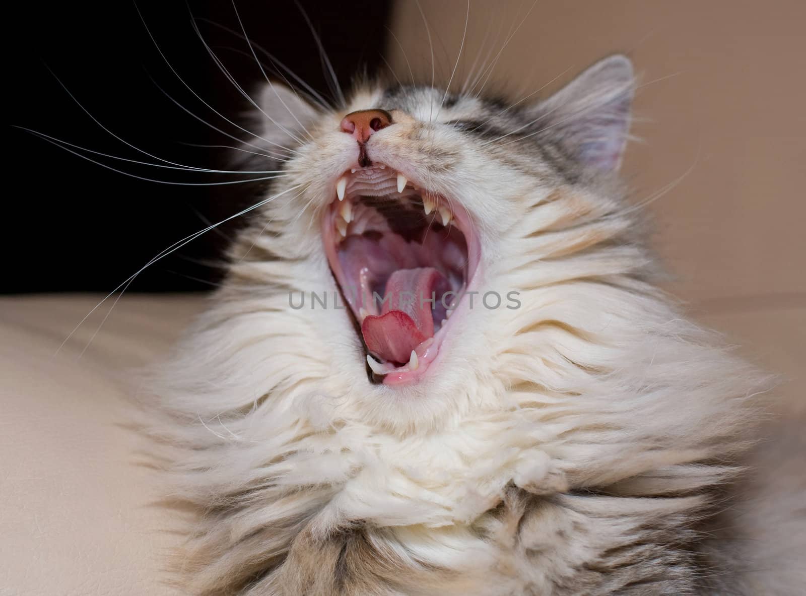 Yawning cat main coone sleepy