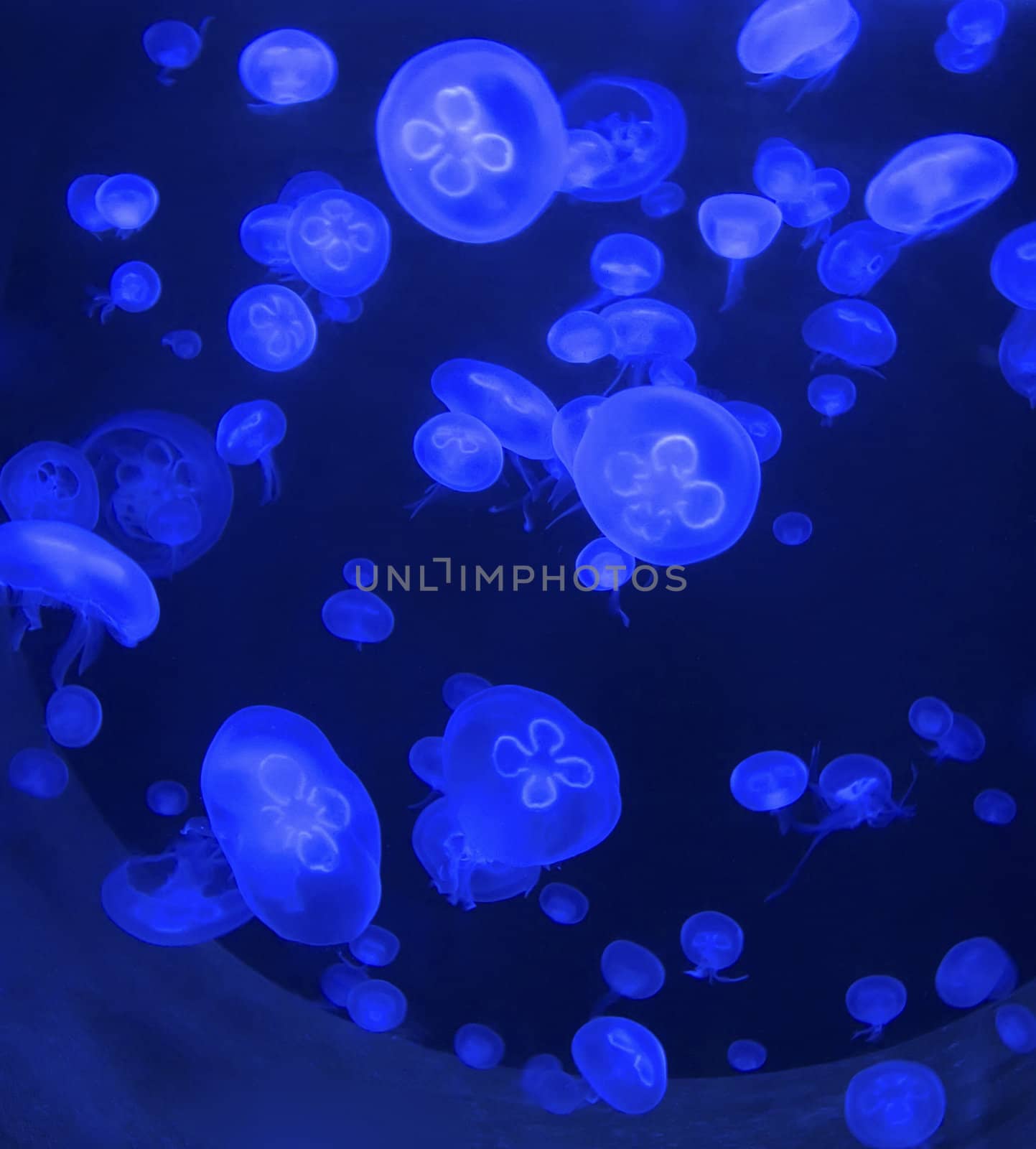 medusas by desant7474