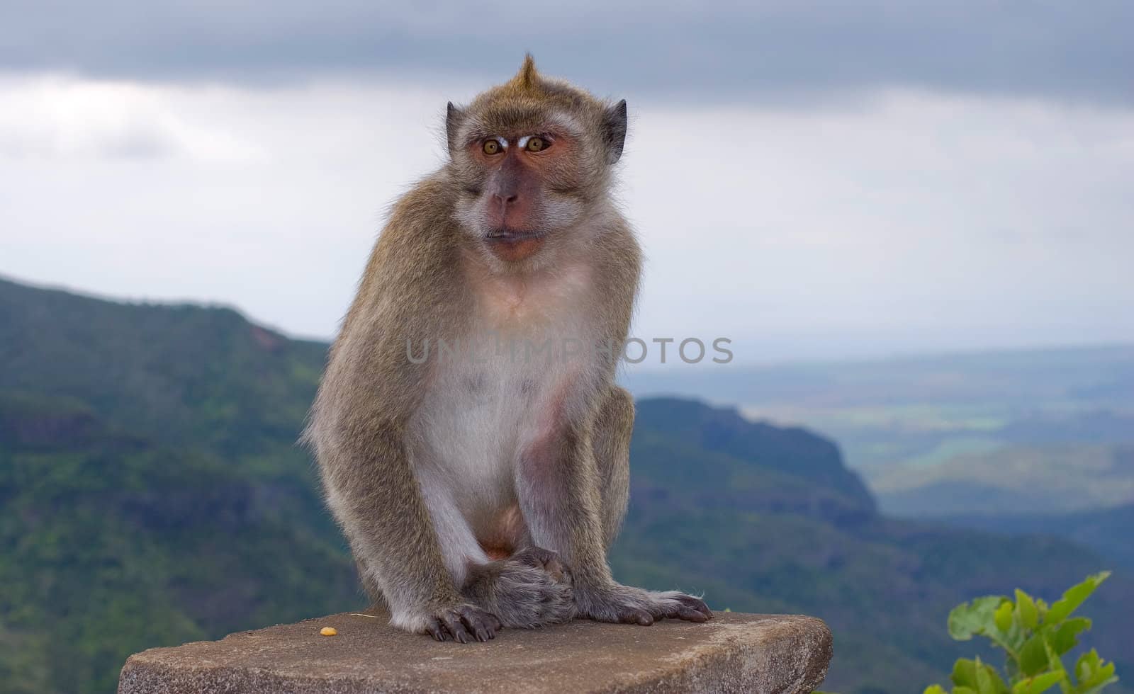 Monkey on the edge of rock