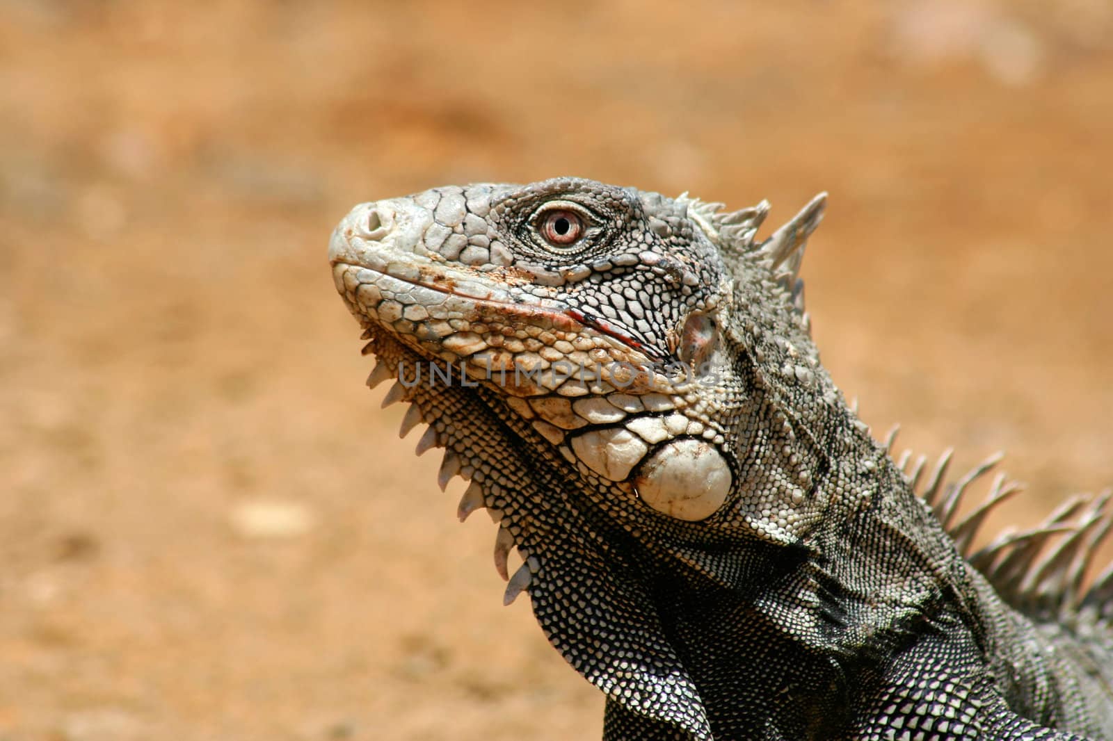 Iguana portrait bonaire wild animal