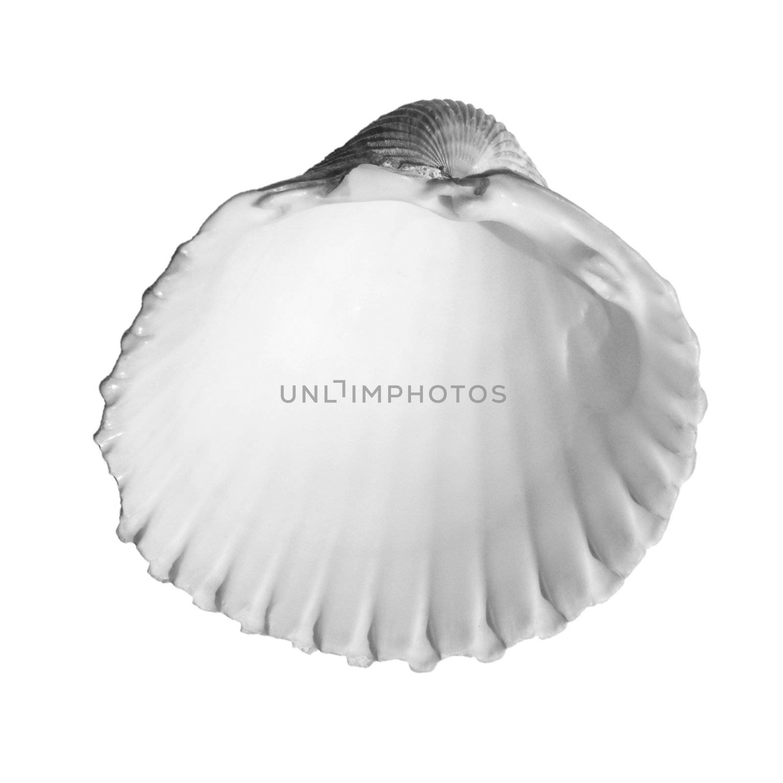 Shell by claudiodivizia