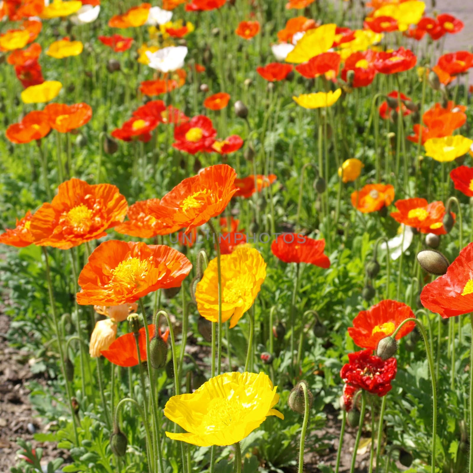 Flower bed of red and yellow papavers