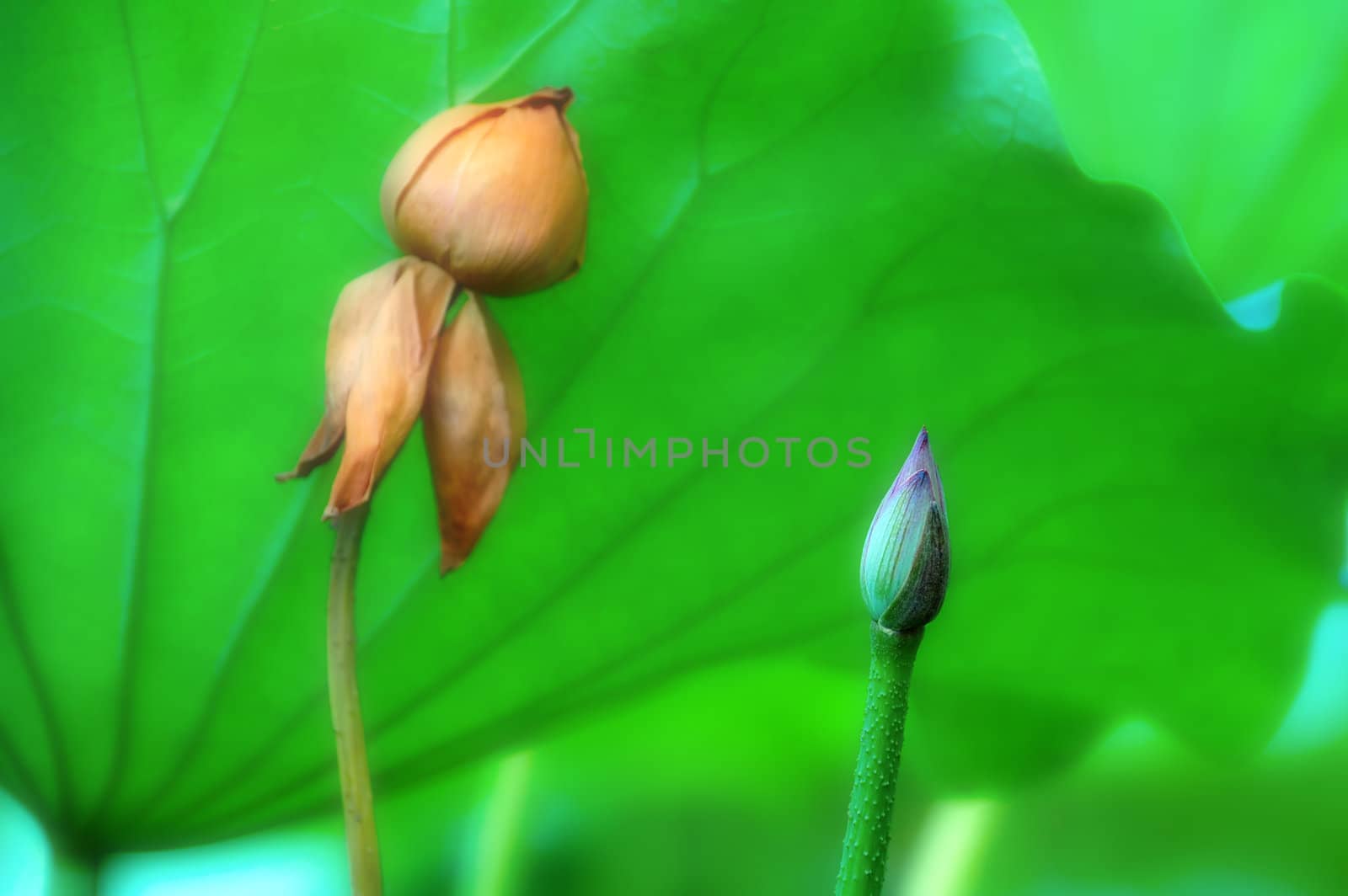 The young lotus bud and a faded blossom
