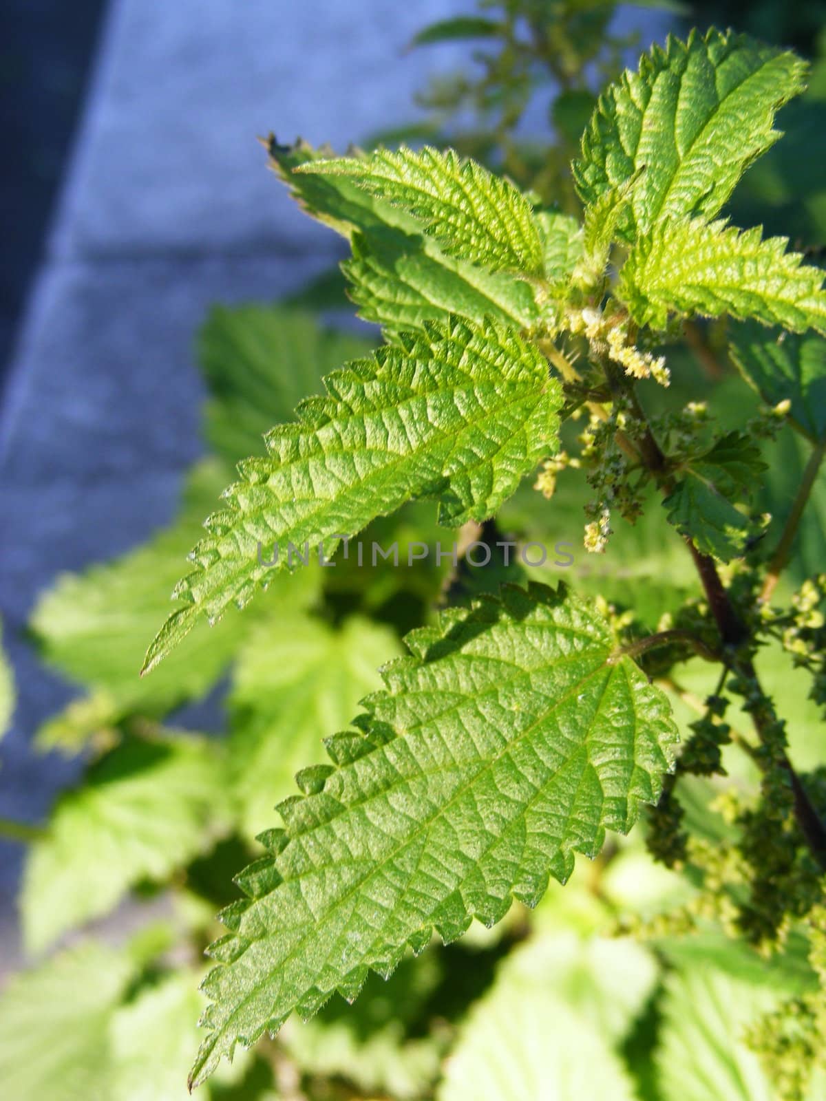 A macro photograph of lots of nettles.