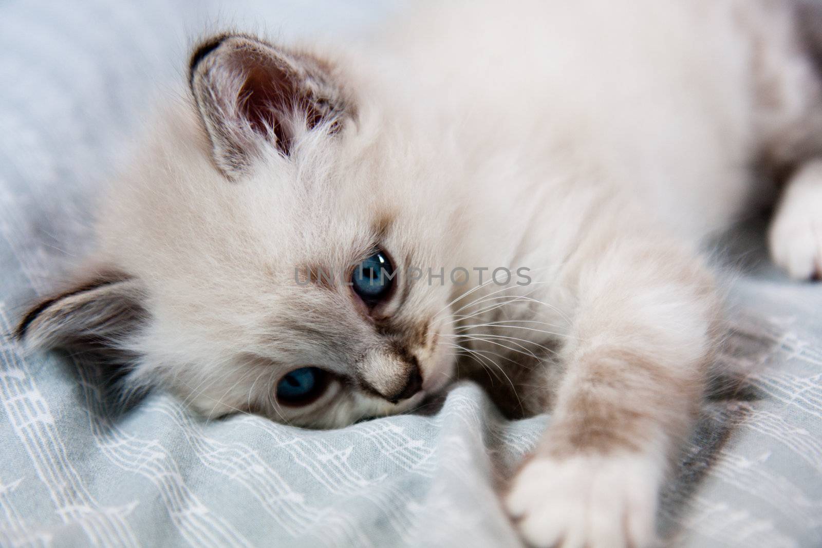 Young kitten blue eyes by allg