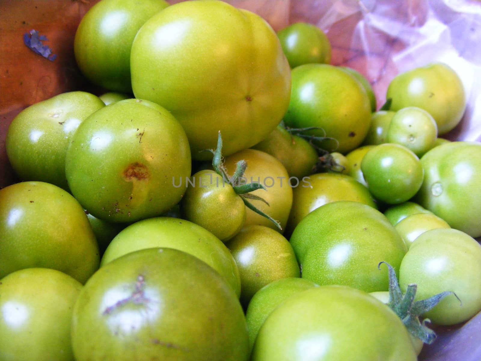 A photograph of not quite ripe green tomatoes.