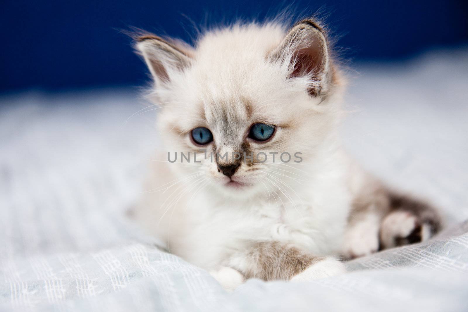Portrait of a kitten with blue eyes by allg