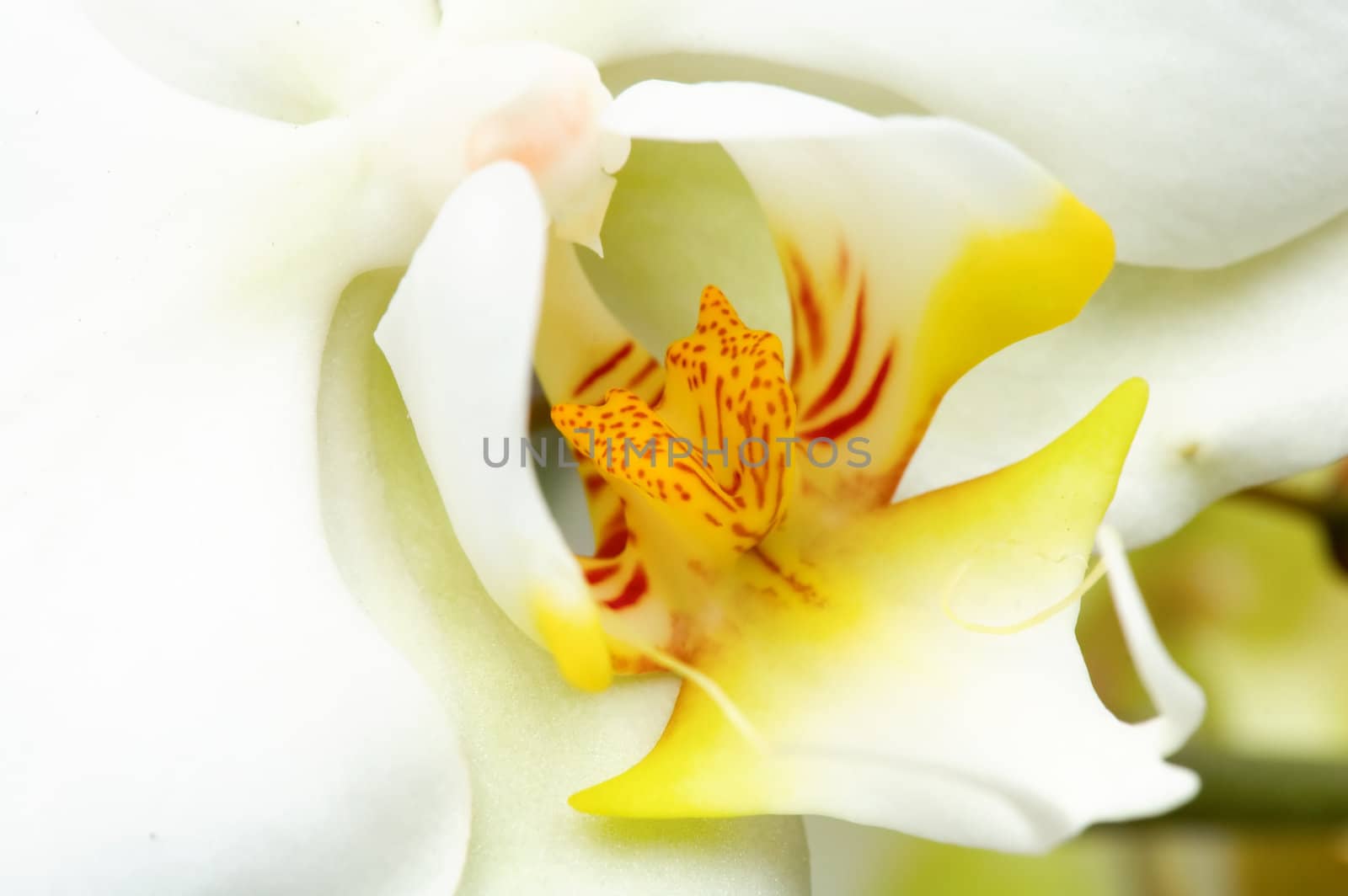 Close up of beautiful yellow orchid