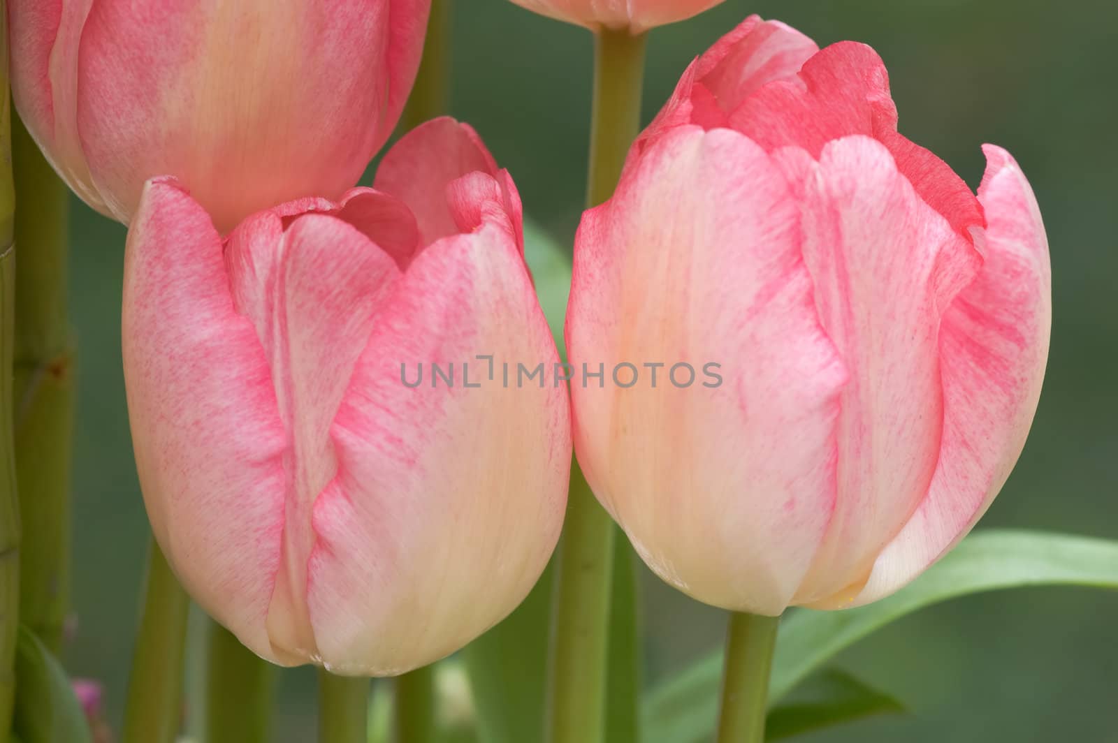Closeup of pink tulips