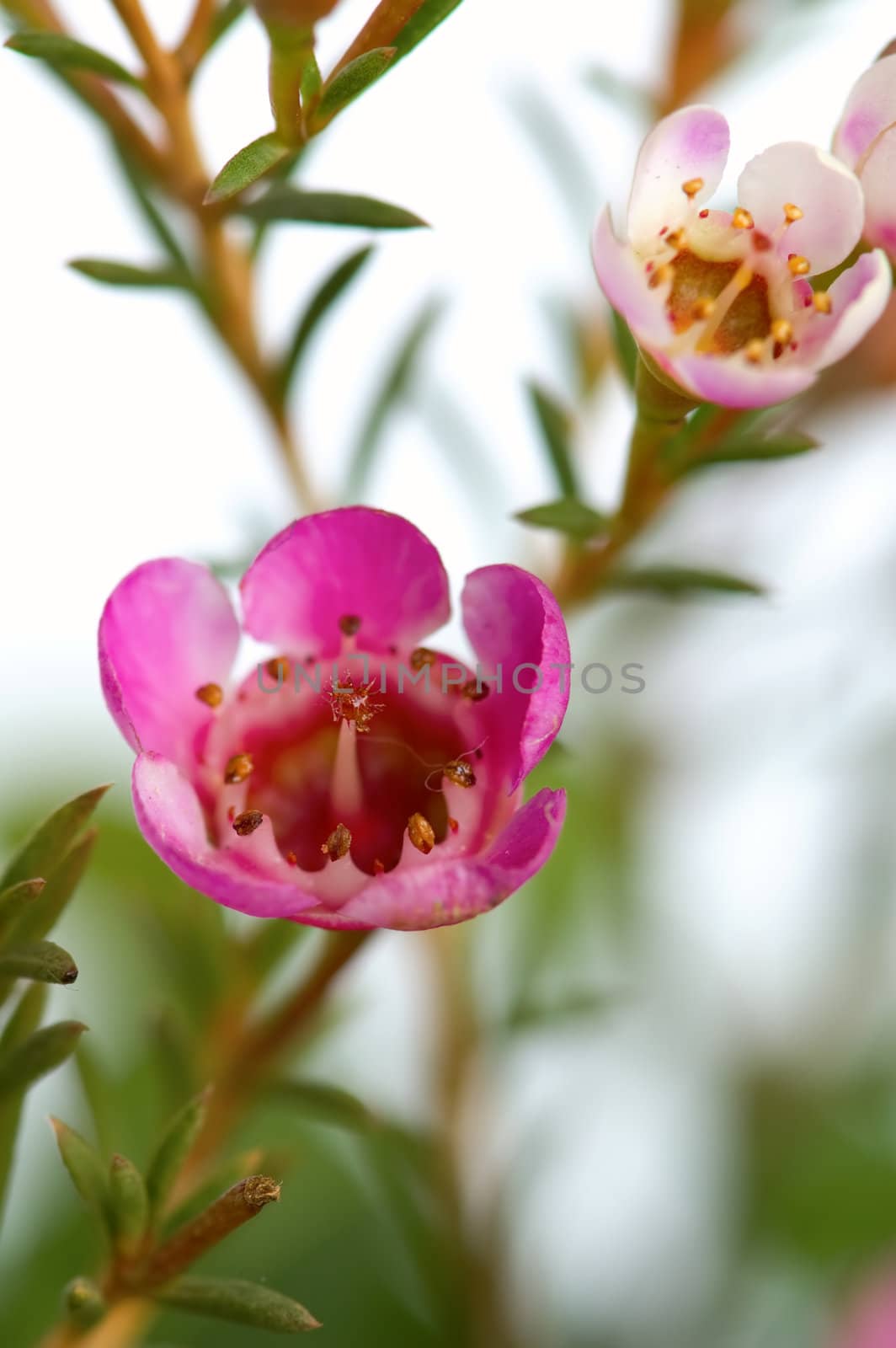 Small pinky flowers with details